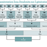 La numérotation Sosa-Stradonitz
